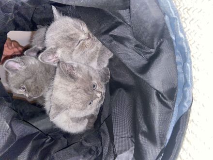 Britisch Siam mix kitten