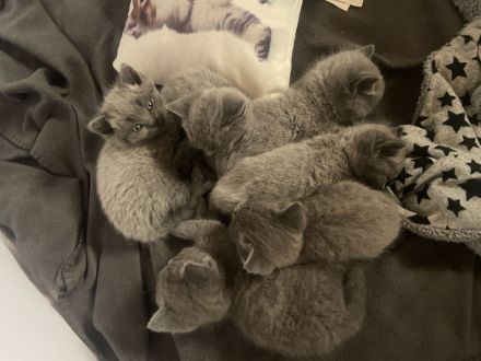 Britisch Siam mix kitten