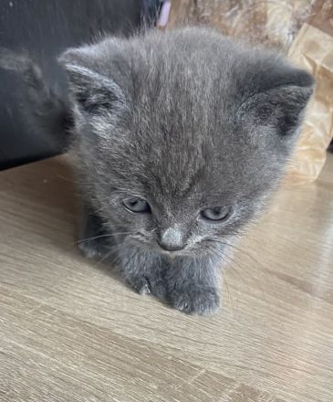 Britisch Siam mix kitten