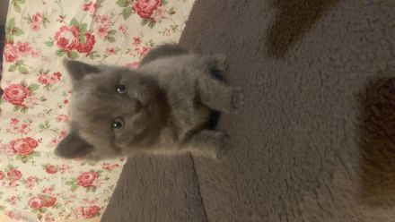 Britisch Siam mix kitten