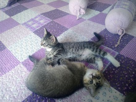 Zwei  Kitten suchen eine liebevolle Familie.