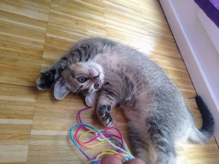 Zwei  Kitten suchen eine liebevolle Familie.