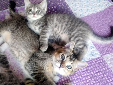 Zwei  Kitten suchen eine liebevolle Familie.