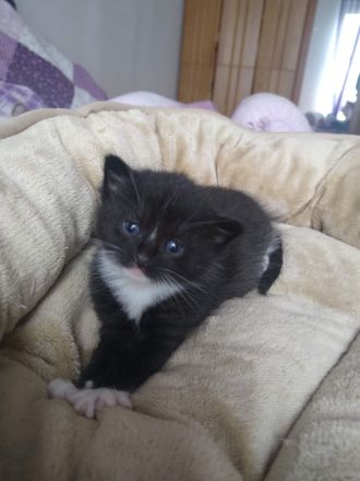 Zwei  Kitten suchen eine liebevolle Familie.