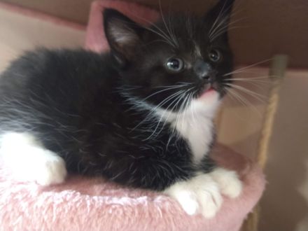 Zwei  Kitten suchen eine liebevolle Familie.