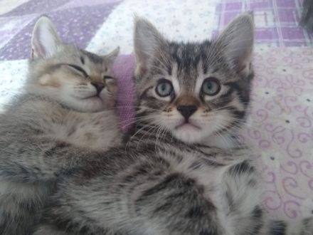 Zwei  Kitten suchen eine liebevolle Familie.