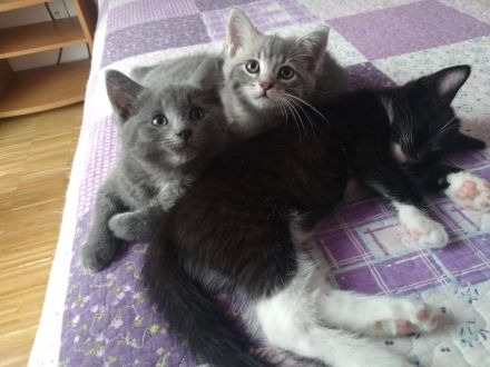 Zwei  Kitten suchen eine liebevolle Familie.