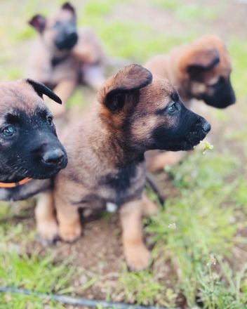 Belgischer Schäferhund Malinois Mix