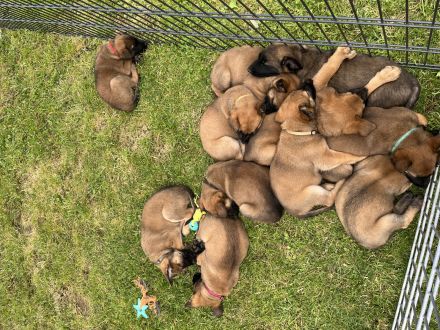 Belgischer Schäferhund Malinois Mix