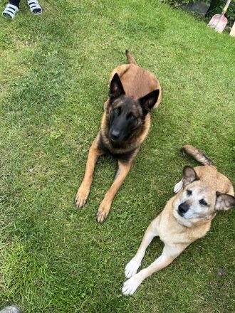 Belgischer Schäferhund Malinois Mix