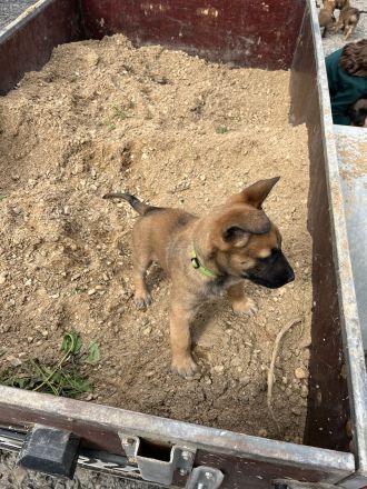 Belgischer Schäferhund Malinois Mix