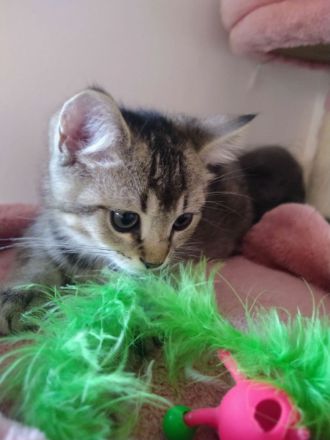 Ein BKH Mischling Kater abzugeben