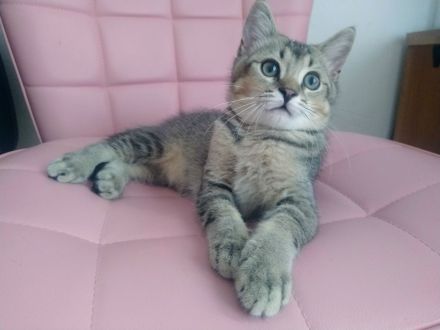 Ein BKH Mischling Kater abzugeben