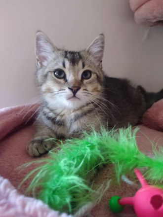 Ein BKH Mischling Kater abzugeben