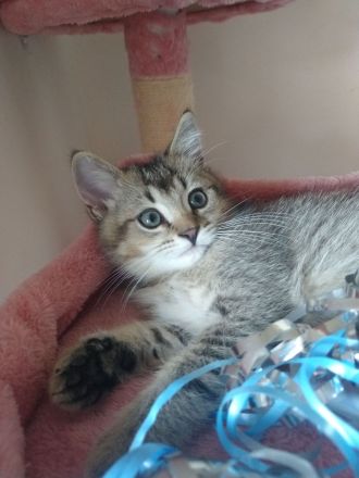 Ein BKH Mischling Kater abzugeben