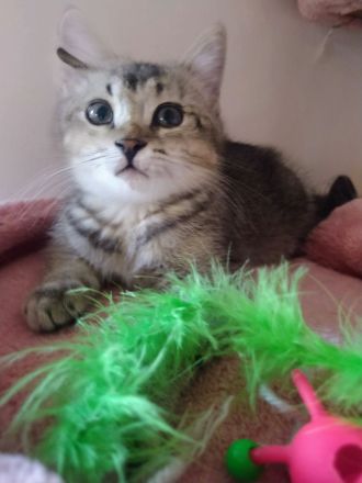 Ein BKH Mischling Kater abzugeben