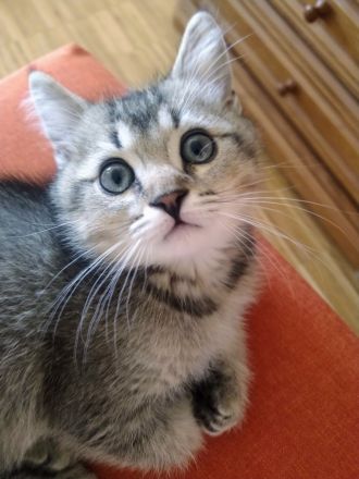 Ein BKH Mischling Kater abzugeben