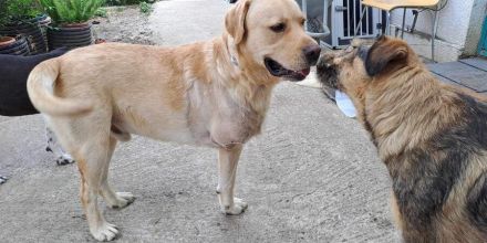 Labbi-Mix Toivo kommt auch als Dreibein prima zurecht