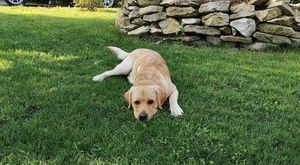 Labbi-Mix Toivo kommt auch als Dreibein prima zurecht