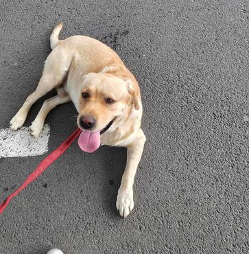 Labbi-Mix Toivo kommt auch als Dreibein prima zurecht