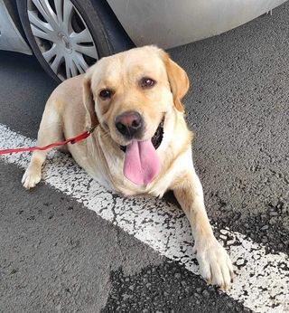 Labbi-Mix Toivo kommt auch als Dreibein prima zurecht