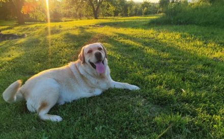 Labbi-Mix Toivo kommt auch als Dreibein prima zurecht