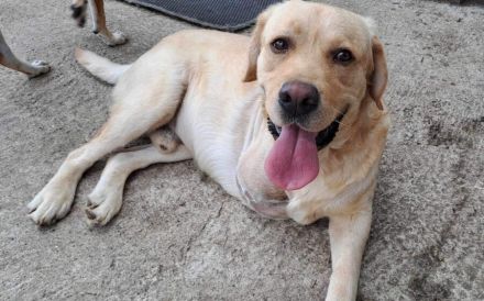 Labbi-Mix Toivo kommt auch als Dreibein prima zurecht