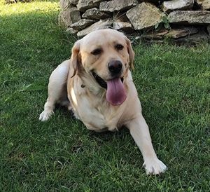 Labbi-Mix Toivo kommt auch als Dreibein prima zurecht