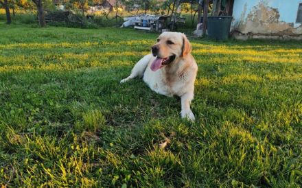 Labbi-Mix Toivo kommt auch als Dreibein prima zurecht