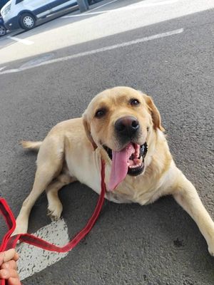 Labbi-Mix Toivo kommt auch als Dreibein prima zurecht