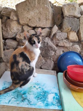 Donna, 3 Jahre, wünscht sich so sehr ein liebevolles Zuhause