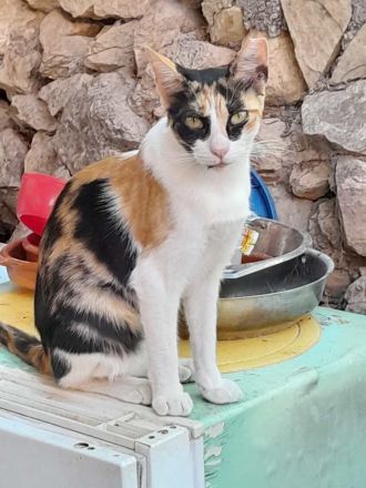 Donna, 3 Jahre, wünscht sich so sehr ein liebevolles Zuhause