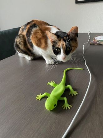 Donna, 3 Jahre, wünscht sich so sehr ein liebevolles Zuhause