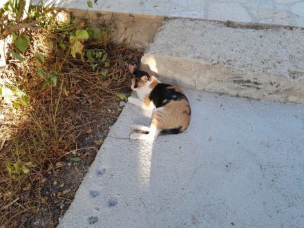 Donna, 3 Jahre, wünscht sich so sehr ein liebevolles Zuhause