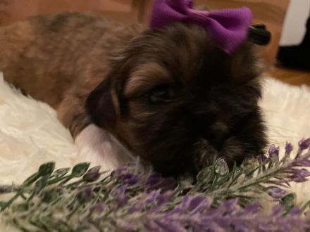 Shih Tzu Welpen suchen eine Familie