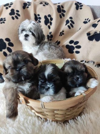 Shih Tzu Welpen suchen eine Familie