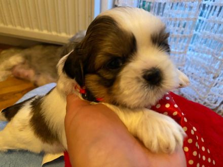 Shih Tzu Welpen suchen eine Familie