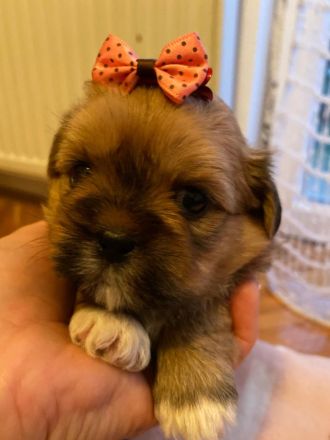 Shih Tzu Welpen suchen eine Familie