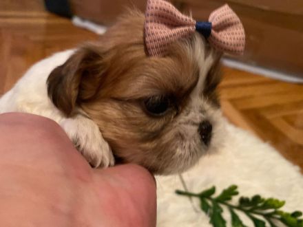 Shih Tzu Welpen suchen eine Familie