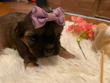 Shih Tzu Welpen suchen eine Familie