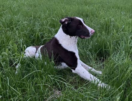 Max ein Pointer/BorderCollie Rüde