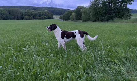 Max ein Pointer/BorderCollie Rüde