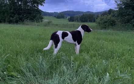 Max ein Pointer/BorderCollie Rüde