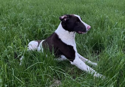 Max ein Pointer/BorderCollie Rüde