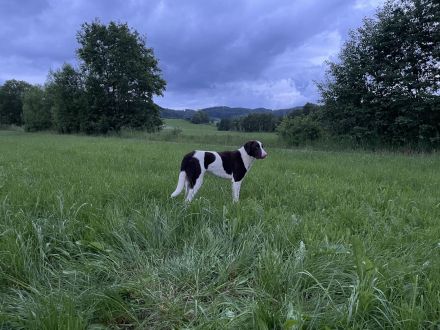 Max ein Pointer/BorderCollie Rüde