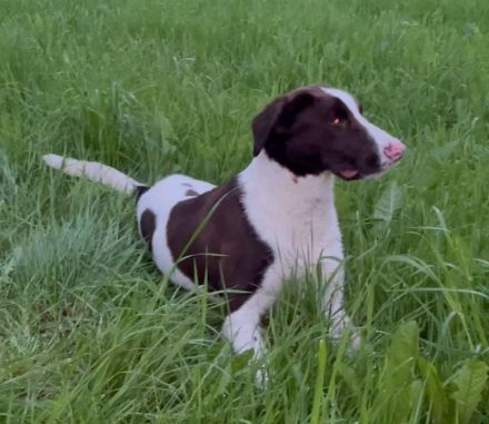 Max ein Pointer/BorderCollie Rüde