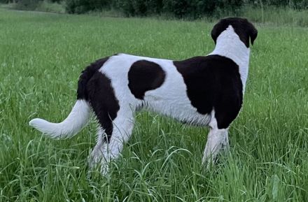 Max ein Pointer/BorderCollie Rüde