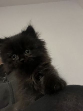 Britisch Langhaar kitten