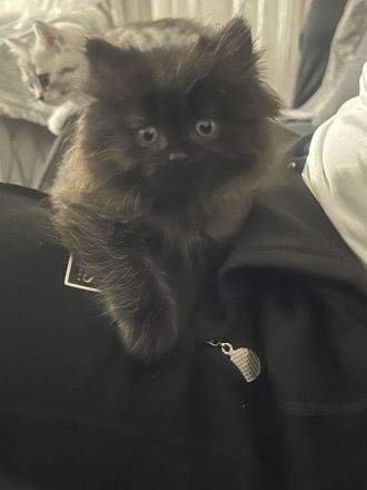 Britisch Langhaar kitten