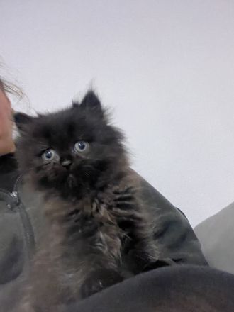 Britisch Langhaar kitten